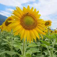 夏色に染まる🌻笑顔あふれる「はがた農園」