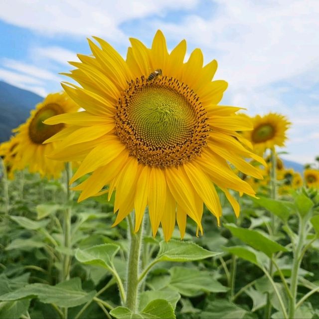夏色に染まる🌻笑顔あふれる「はがた農園」