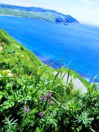 夏の礼文島で花と海と緑の絶景トレッキング