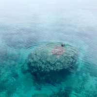 イル・デ・パン🏝️
