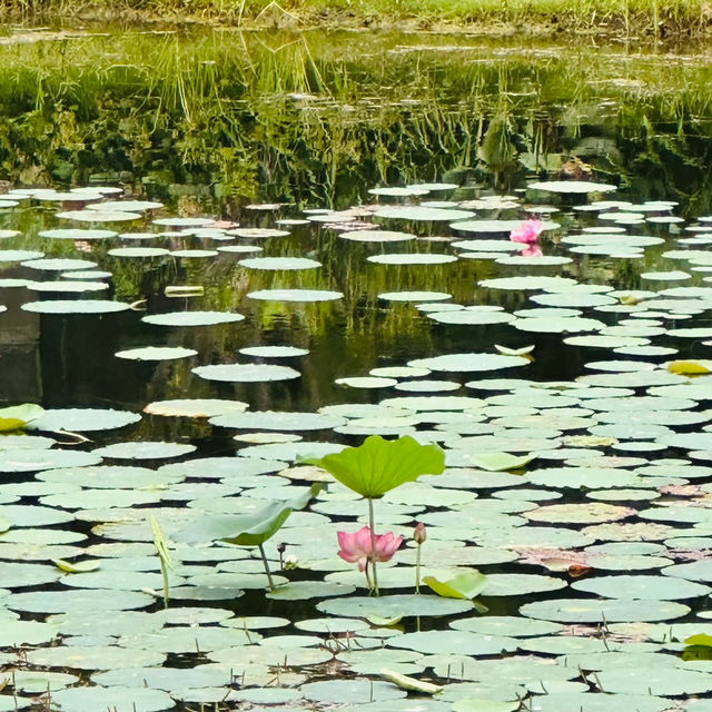 墨池公園～打卡必去靚景點🌸