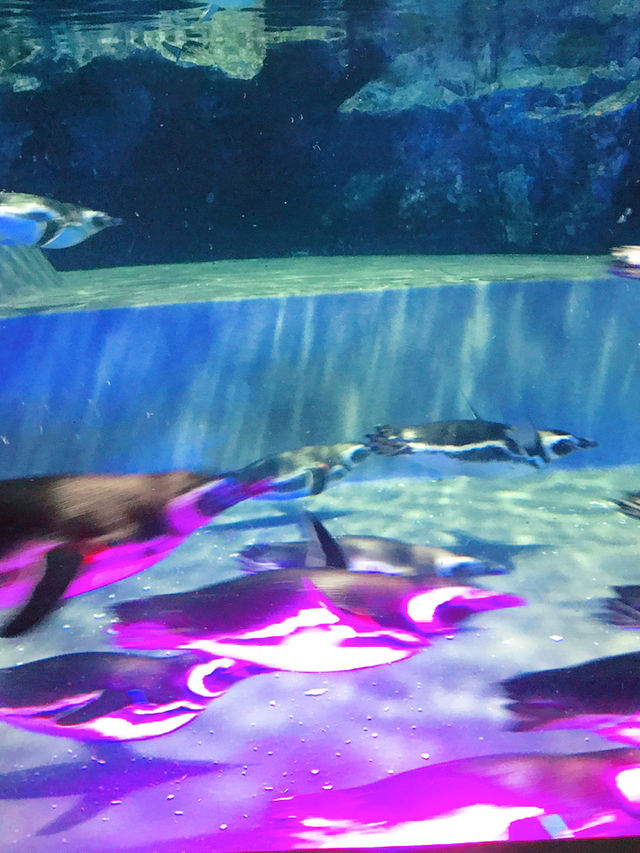🐧 天空の街で出会う癒し──すみだ水族館・ペンギン展示の思い出 🐧 天空の街で出会う癒し──すみだ水族館・ペンギン展示の思い出