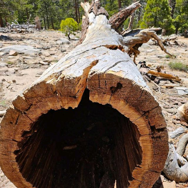 Mount San Jacinto State Park (Idyllwild)