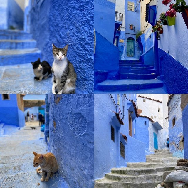 Wander Through the Dreamy Blue Alleyways of Chefchaouen 💙✨