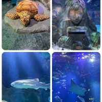 名古屋有名景點之一 Legoland及Sealife水族館