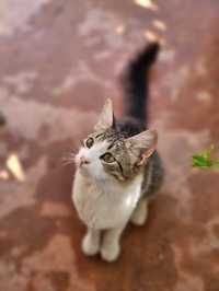 ๐ฒ๐ฆ ๋ชจ๋ก์ฝ ๋ง๋ผ์ผ์ ์์นจ๋ฐฅ ๋ง์ง