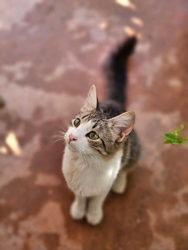 ๐ฒ๐ฆ ๋ชจ๋ก์ฝ ๋ง๋ผ์ผ์ ์์นจ๋ฐฅ ๋ง์ง ๐ฒ๐ฆ ๋ชจ๋ก์ฝ ๋ง๋ผ์ผ์ ์์นจ๋ฐฅ ๋ง์ง