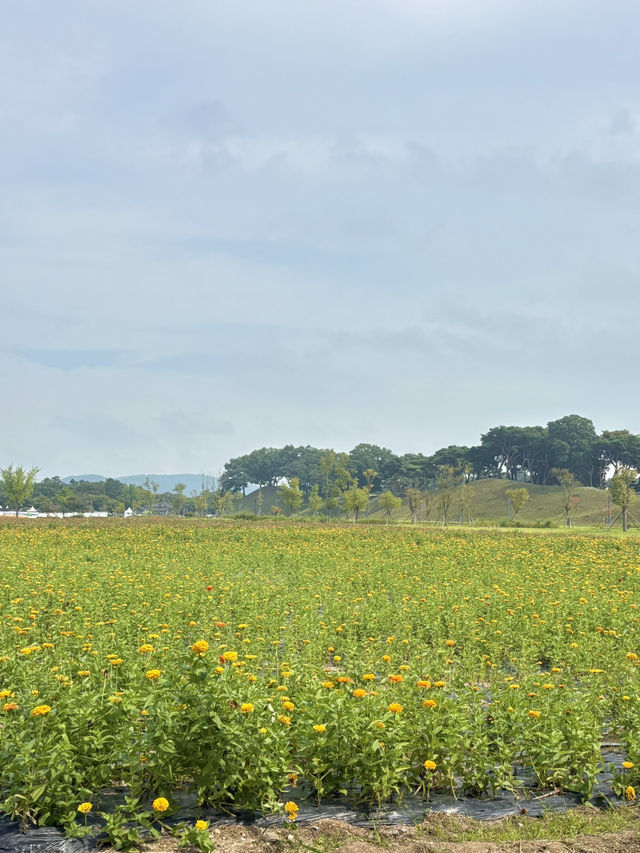 부산근교 지금부터 가야하는 대형 꽃밭🌷🌼