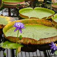 Royal Botanic Gardens, Kew