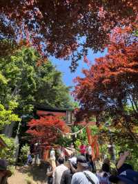 【秋日限定】淺間公園的夢幻畫面