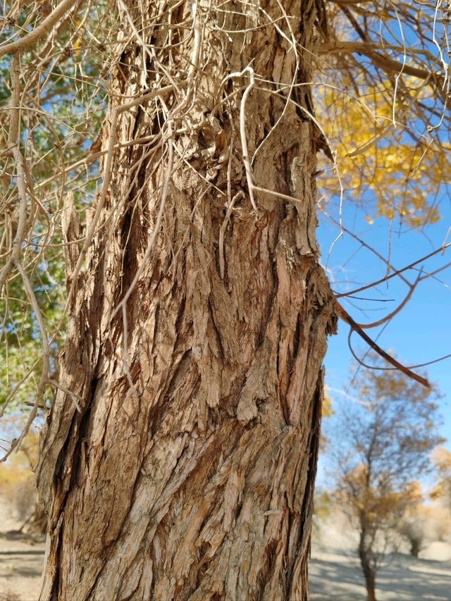 The Spirit of the Desert Poplar