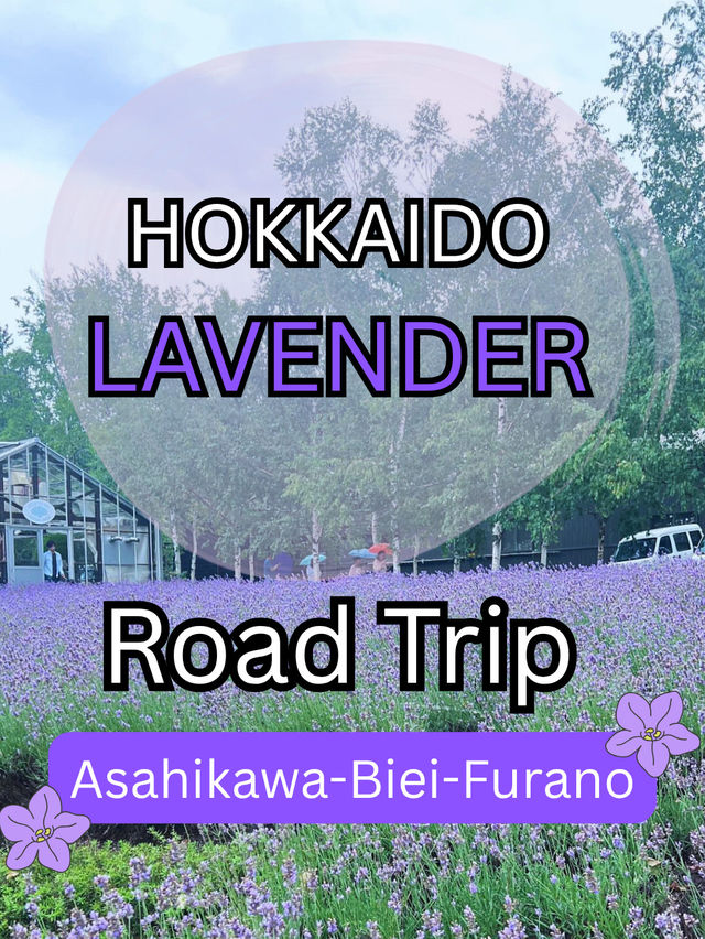 🪻วางแผน one day trip Asahikawa-biei-furano🪻