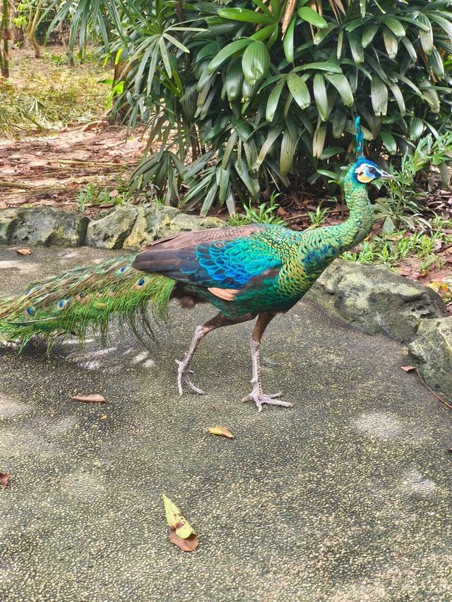 富國島珍珠野生動物園 富國島珍珠野生動物園