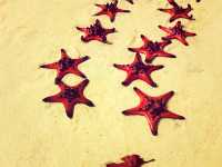 越南🇻🇳海星沙灘