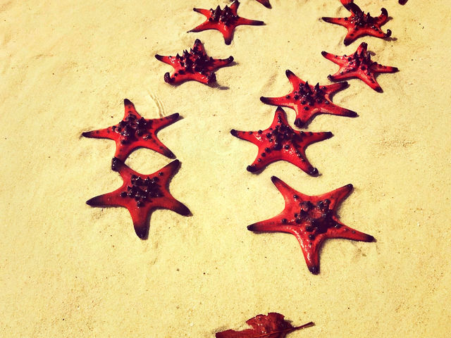 越南🇻🇳海星沙灘 越南🇻🇳海星沙灘