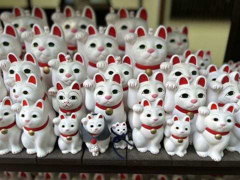 Tokyo: Must-Visit Sanctuaries for Cat Lovers. | Trip.com Tokyo