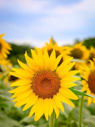 立川・昭和記念公園でひまわり畑🌻✨