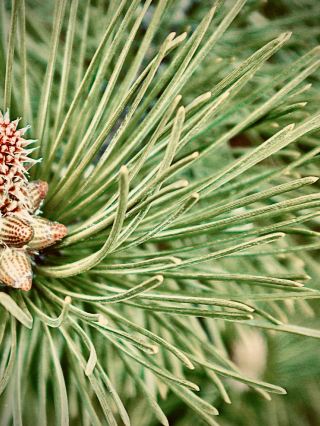Philippines Luzon Mount Ugo Mossy Benguet Pine Forest Traileasytravelpost