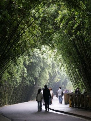 [Chengdu Panda Base] An Afternoon Treat! From Playful Giant Pandas to a Relaxing Red Panda Stroll.