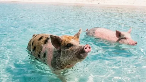 The Bahamas: A Caribbean Paradise. — traveler post in Exuma