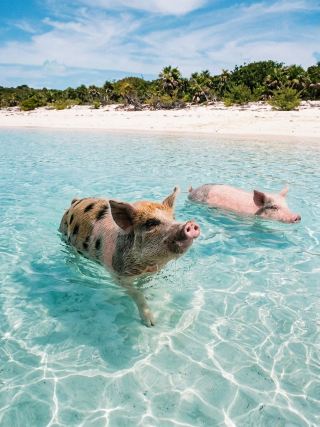 🇧🇸🏝️ The Bahamas, a Caribbean paradise with crystal-clear turquoise waters, pristine white beaches, and an iconic landmark unlike any other: encountering the local swimming pigs! 🐷🌊
If you think pigs only like to roll in the mud, you'll have to change your mind here. The pigs here love the sea and are Olympic-level swimmers! 👇
Swimming Pigs 🐷🏊♂️ — Four-legged celebrities of the Caribbean
· Cutness: A gang of chubby pigs of various sizes, from giants to tiny piglets, live a chill life on a deserted island. When they hear the sound of tourist boat engines approaching the shore, they'll rush through the waves, wagging their tails, and swim towards the boat to receive treats and greet you in a friendly manner. The moment you see these pigs floating in the crystal-clear turquoise water is a heartwarming and unique sight that always brings a smile to your face 🥺✨
· Recommended location: Big Major Cay, also known worldwide as Pig Beach, in the Exuma Cays 📍 An island with no permanent human inhabitants; only these pigs are the inhabitants of the white sandy beach.
🚤 Tips for getting there:
· How to get there: You can book a speedboat day trip from the capital Nassau, or fly to Great Exuma/Staniel Cay and then take a local boat to Pig Beach 🛥️
· Things to know: Only feed the pigs what the guide provides (usually safe vegetables, fruits, or bread), and do not offer food on the dry beach to prevent them from eating sand. Feed them while they are floating in the water, and be careful not to put your bare hands directly into their mouths 🥕🍎
#BahamasTravel #SwimmingPigs #PigBeach #Exuma #TheBahamas
