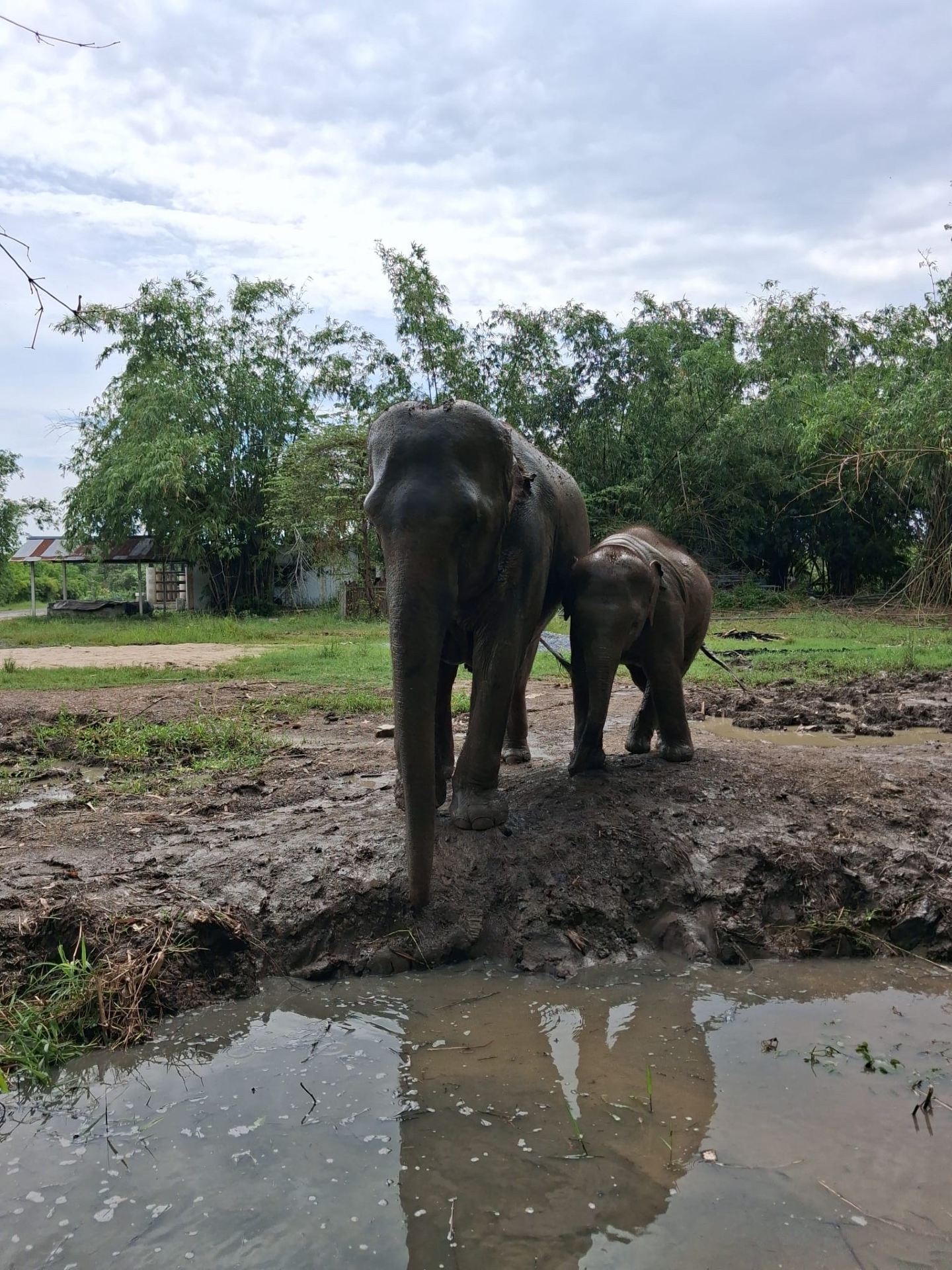 Elephant Park in Bangkok was an amazing experience & worth the journey.We booked directly with the park instead of using an agent & booked our own transportation to get us there.We booked the morning experience and it was great we walked with the elephants feed and played with them during bathing.The lunch buffet was also very good and the staff are very knowledgeable and friendly.

 #bangkoktrip #elephantsanctuary #bangkok_travel_experience #experience #travel #travel2026 #thingstodo 