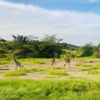 KENYA NATIONAL PARK, A SITE TO BEHOLD