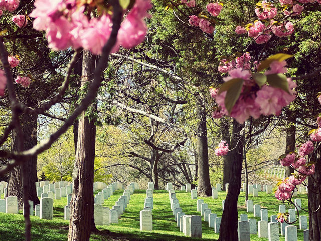 🌸Blossoms🌸 in D.C.’s Arlington!🤩