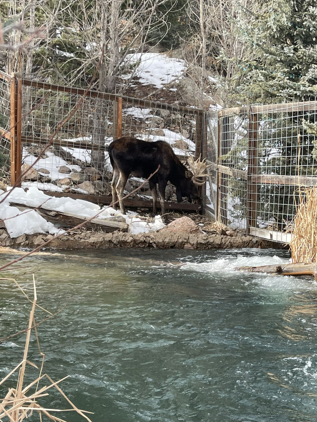 Moose at Cheyenne mountain zoo