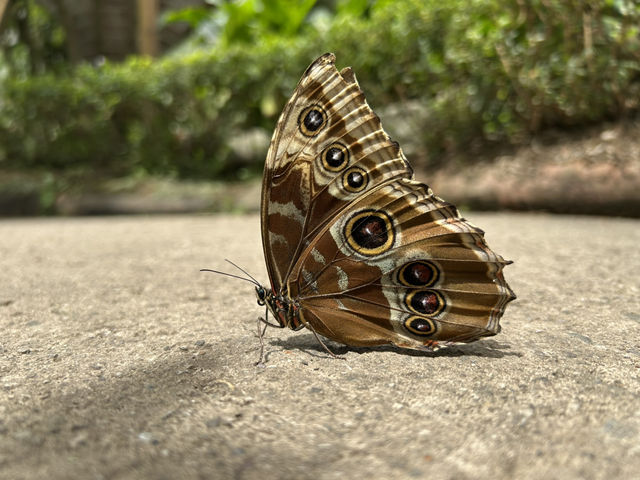 More on atitlan (Panajachel)