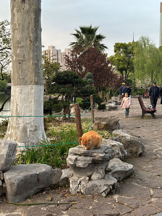 Spring Magic in Shanghai: Best Cherry Blossom Spots You Can’t Miss! 🌸✨