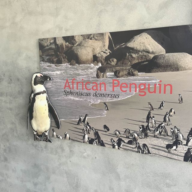 Boulders penguin sanctuary 