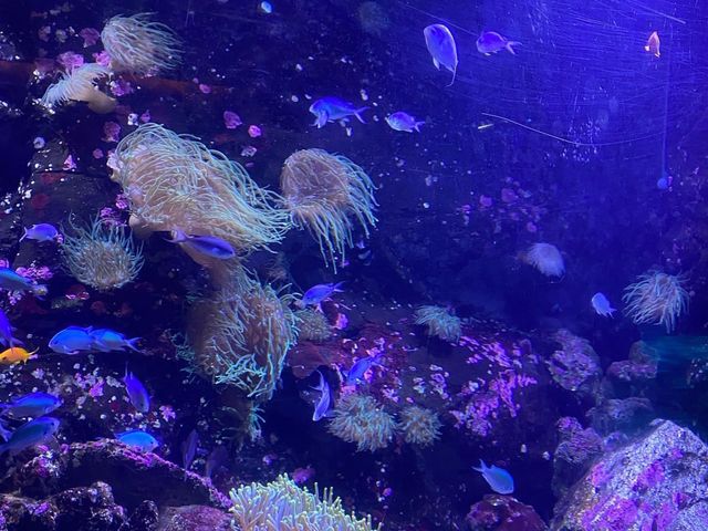 SEA LIFE - Sydney Aquarium