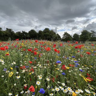Monet like Meadow in the North 🙌🏻