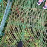 Monteverde cloud forest 🌳 