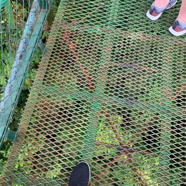 Monteverde cloud forest 🌳 
