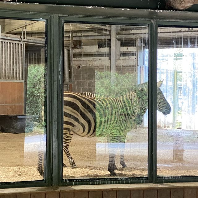 아일랜드 더블린 동물원, Dublin Zoo