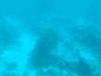 Neptune Submarine Boat: A Unique Underwater Experience in Aqaba