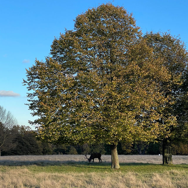 Beautiful park in London, Richmond Park🇬🇧