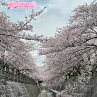 Cherry blossoms in Fukuoka 🇯🇵