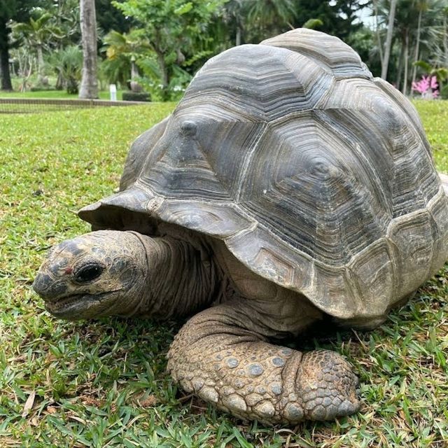 🐤東南植物樂園🦫日本最大的戶外植物園之一🌺