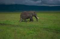 6 Days Great calving season serengeti and Ngorongoro