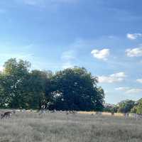 Richmond Park Retreat: Nature’s Oasis in London