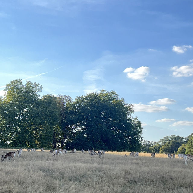 Richmond Park Retreat: Nature’s Oasis in London