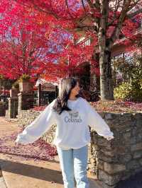 가을의 샬럿 탐험 🍁