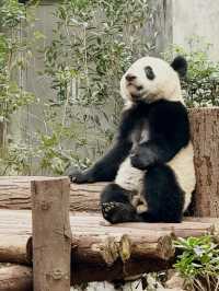Best place to see Pandas in Chengdu?