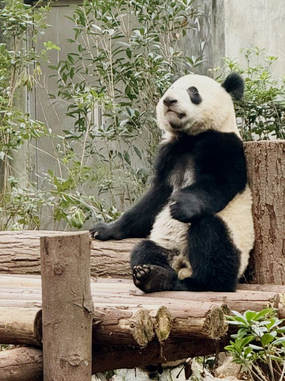 Best place to see Pandas in Chengdu?