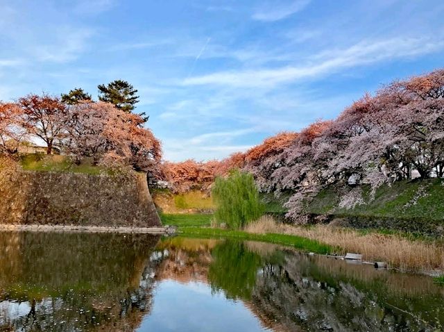 櫻花之地名古屋城