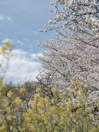 A famous cherry blossom spot, a shooting spot in the Sky Tree
