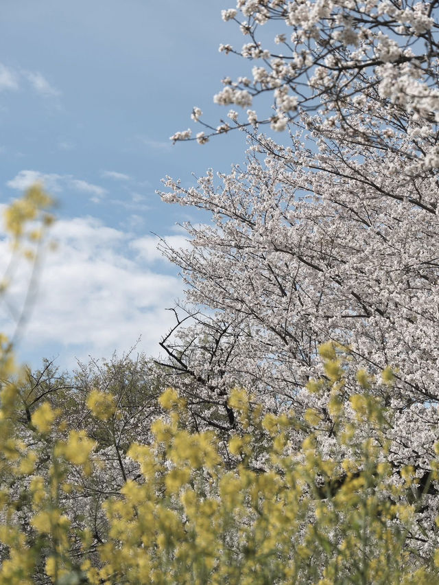 A famous cherry blossom spot, a shooting spot in the Sky Tree